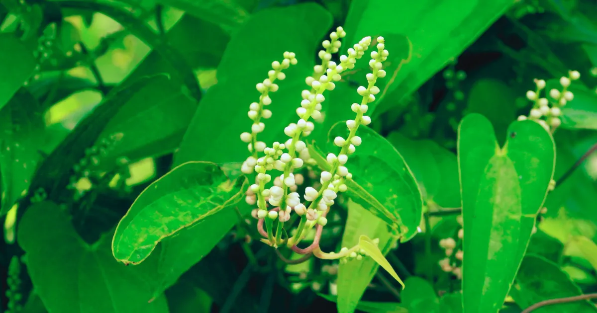 ヤマイモが生えている写真 ※サンヤク(山薬)はヤマイモの根を乾燥させた生薬