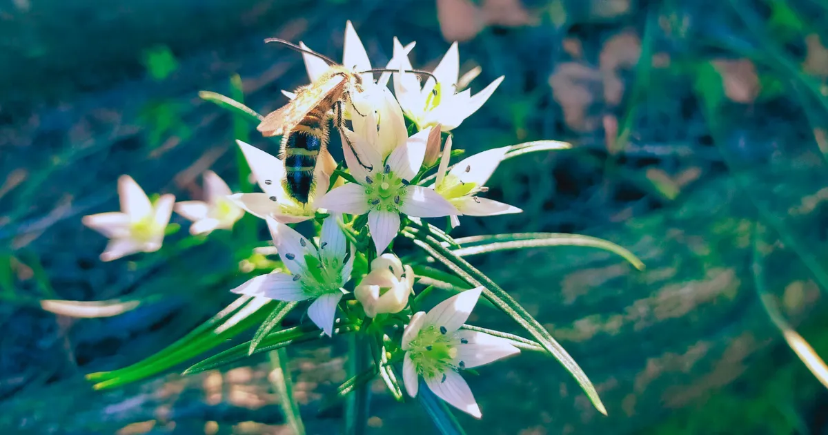 当薬(センブリ)が咲いている写真 ※薬用にはセンブリの開花期の全草を用いる