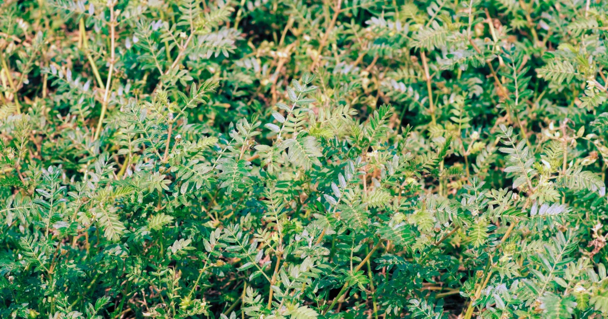 ハマビシが生い茂っている写真　※シツリシ（蒺䔧子）は、ハマビシ科の植物の果実の原料